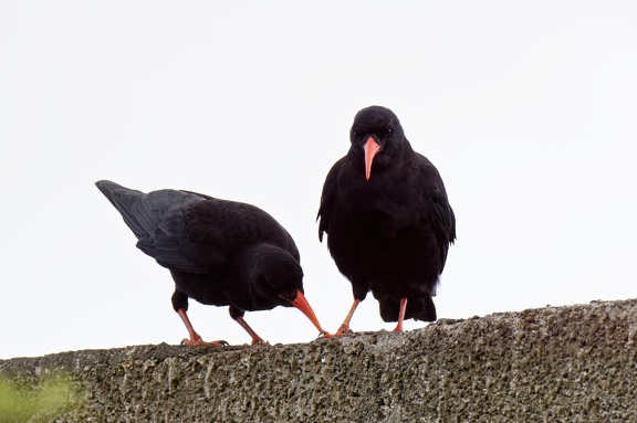 Alpenkrähe (Pyrrhocorax pyrrhocorax)