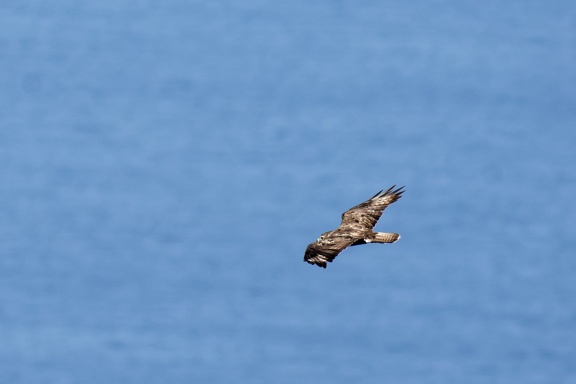 Mäusebussard (Buteo buteo)