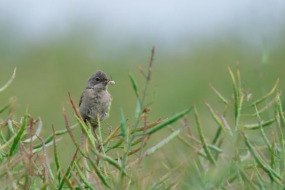 Dorngrasmücke (Curruca communis)