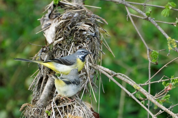 Gebirgsstelze (Motacilla cinerea)