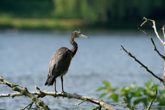 Graureiher (Ardea cinerea)