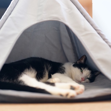 Hunde und Katzen