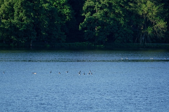 Kanadagänse (Branta canadensis)