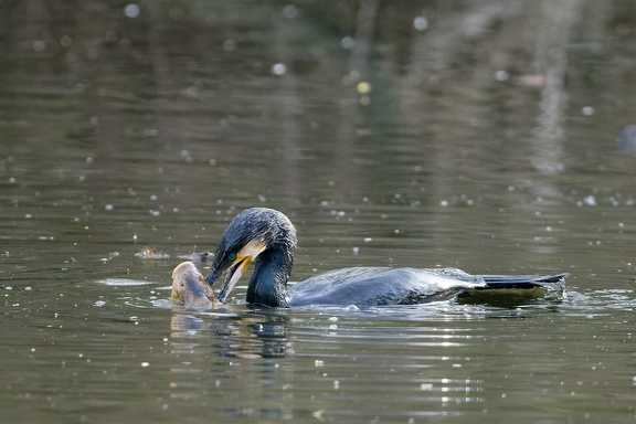 Kormoran (Phalacrocorax carbo)