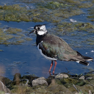 Viecher (leider nicht mehr ganz aktuell)
