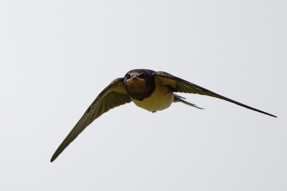 Rauchschwalbe (Hirundo rustica)